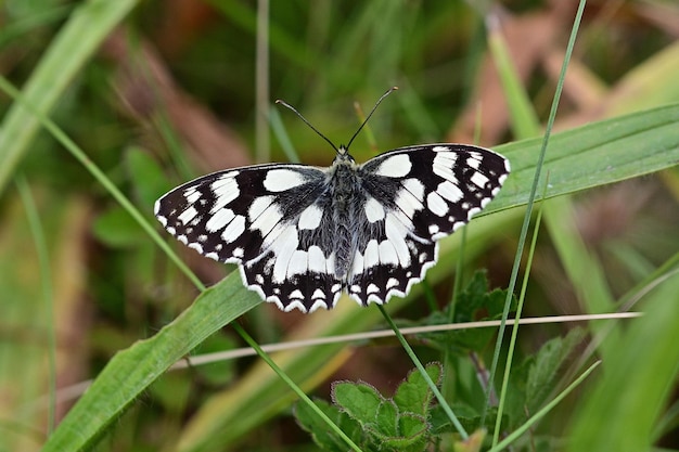 motyl na kwiatku