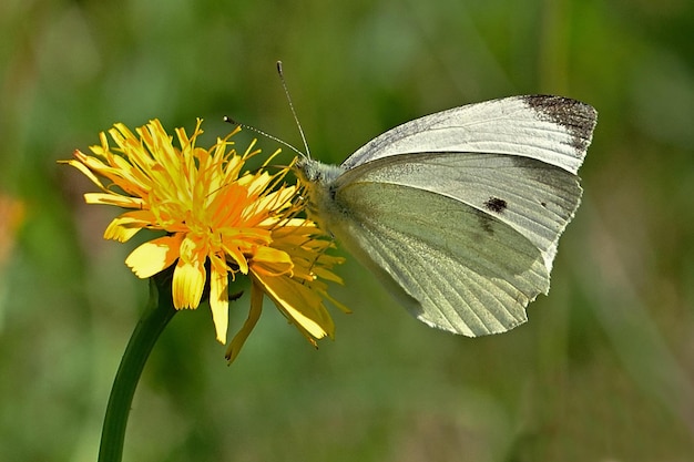 motyl na kwiatku