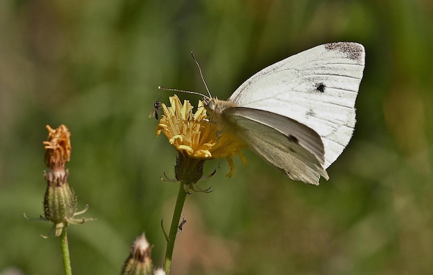 motyl na kwiatku