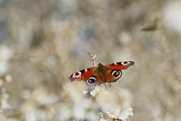 motyl na kwiatku