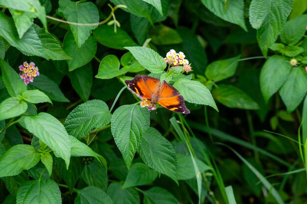 Zdjęcie motyl na kwiecie w ogrodzie płytki dof