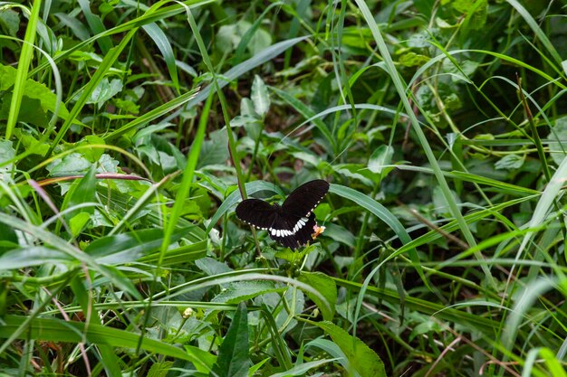 Zdjęcie motyl na kwiecie w ogrodzie płytki dof