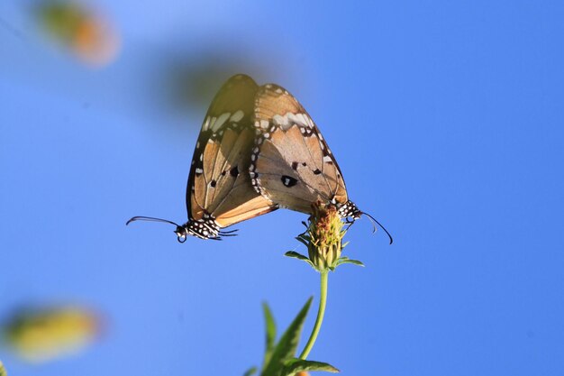 Zdjęcie motyl na kwiecie w ogrodzie płytki dof