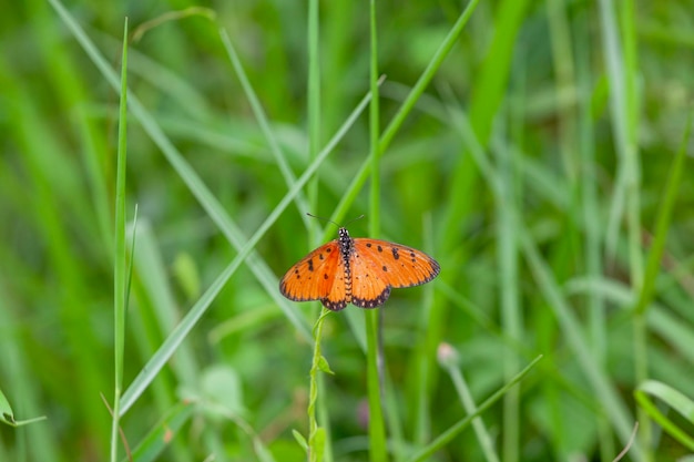 motyl na kwiecie w ogrodzie z bliska