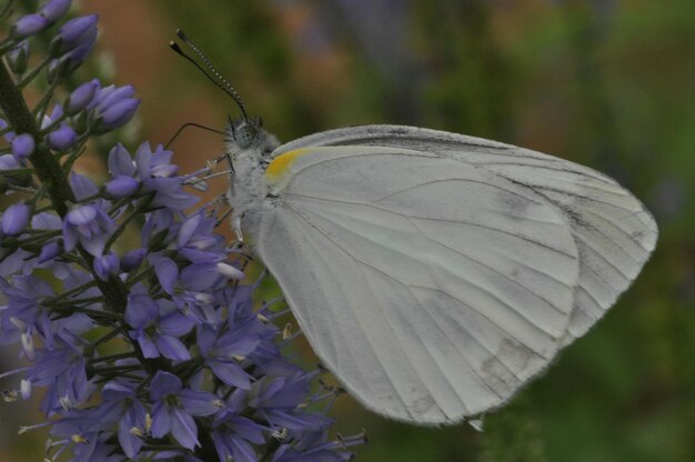 Zdjęcie motyl na kwiecie