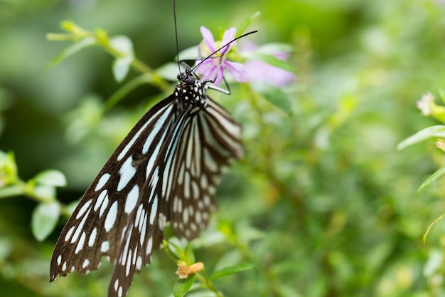 Zdjęcie motyl na kwiecie