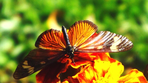 Zdjęcie motyl na kwiecie