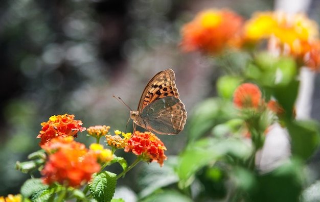Zdjęcie motyl na kwitnącym krzaku