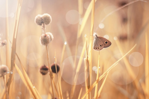 Motyl na łące z jesienną sceną
