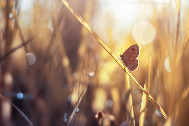 Motyl na łące z jesienną sceną