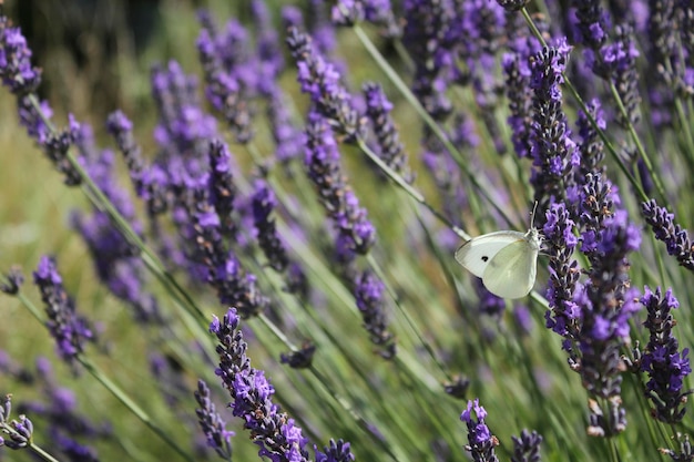 Motyl na lawendzie