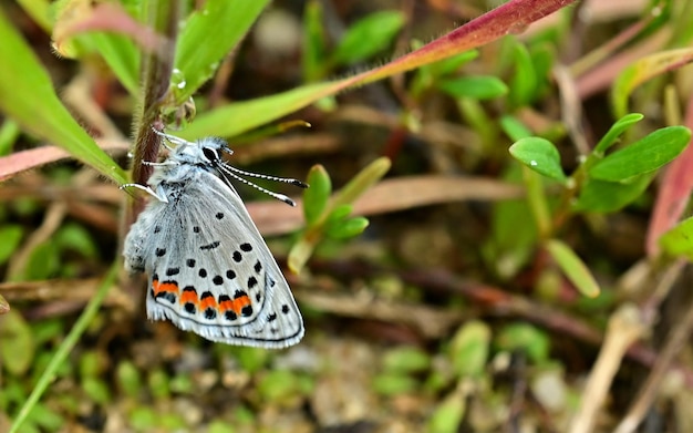 Zdjęcie motyl na liście