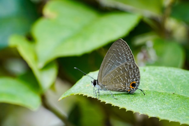 Motyl na liście