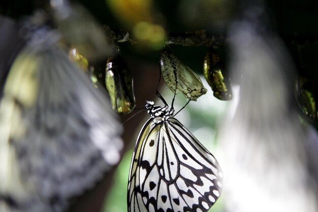 Zdjęcie motyl na liście