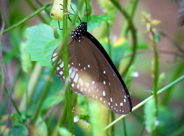 Zdjęcie motyl na liście