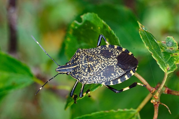 Zdjęcie motyl na liście