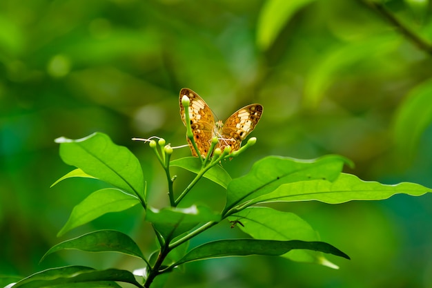 Motyl na liściu, makro- insekta życie w tropikalnym lesie tropikalnym. Kuala Lumpur, Malezja.