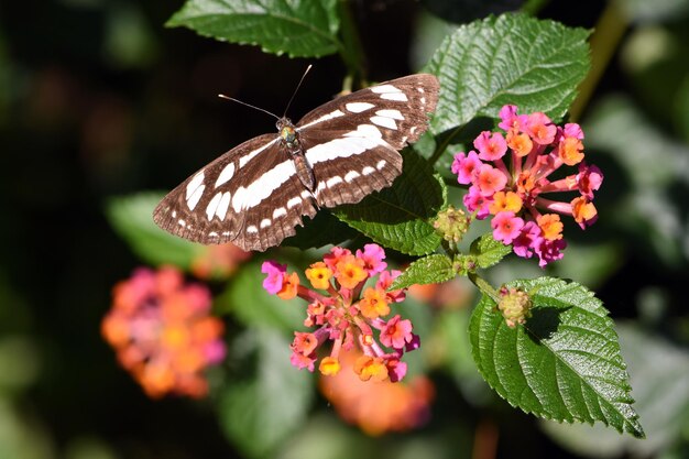 Motyl na liściu w dżungli. Bali, Indonezja.