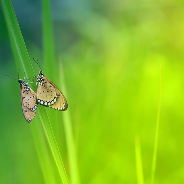 Motyl na liściu