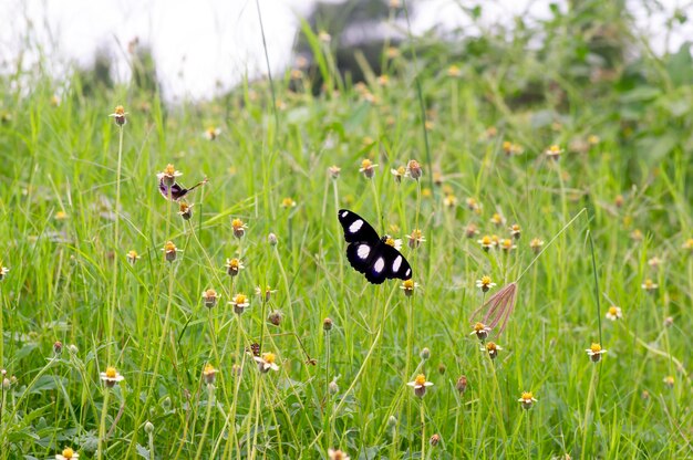 Zdjęcie motyl na meksykańskiej margaritce tridax procumbens l maleńkie żółte kwiaty na łące wybrany fokus