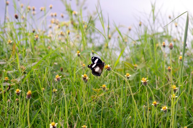 Zdjęcie motyl na meksykańskiej margaritce tridax procumbens l maleńkie żółte kwiaty na łące wybrany fokus