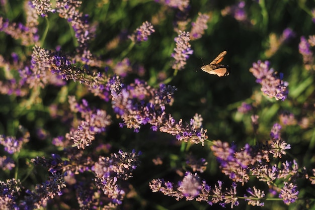 Motyl na polu lawendowym