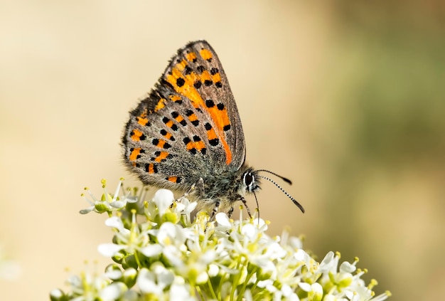 Motyl na roślinie, kwiat w przyrodzie. Dzikiej przyrody.