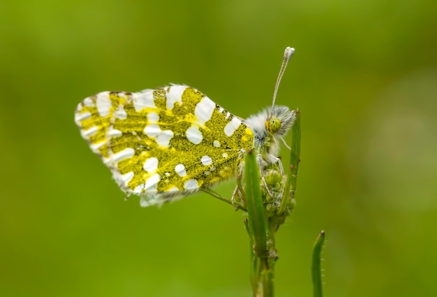 Motyl na roślinie, kwiat w przyrodzie. Dzikiej przyrody.