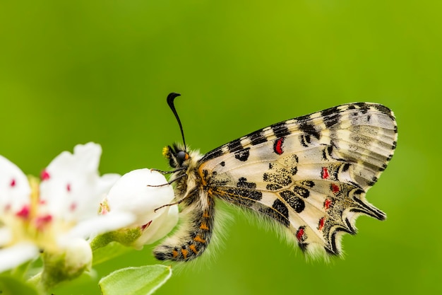 Zdjęcie motyl na roślinie, kwiat w przyrodzie. dzikiej przyrody.