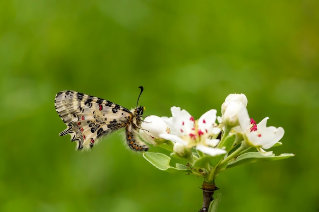 Motyl na roślinie, kwiat w przyrodzie. Dzikiej przyrody.