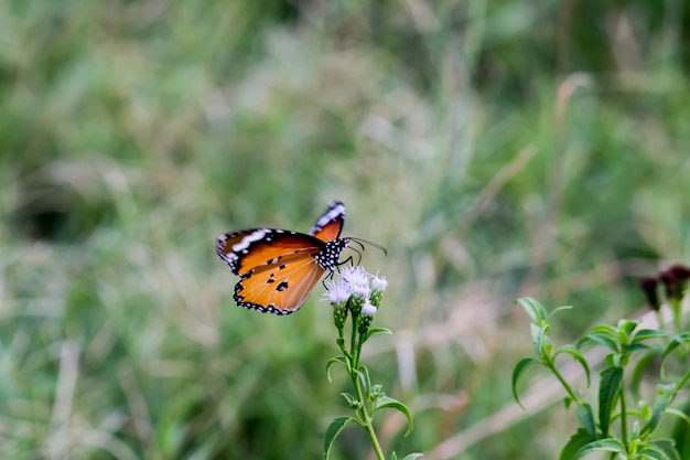 Motyl Na Roślinie Kwiatowej