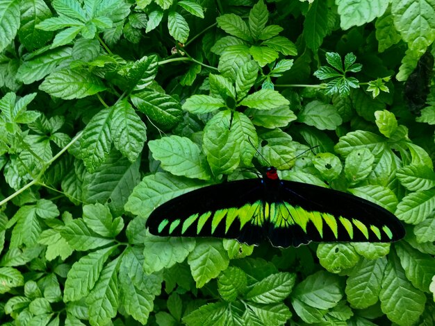 Motyl na roślinie