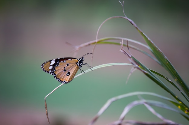 Motyl Na Roślinie