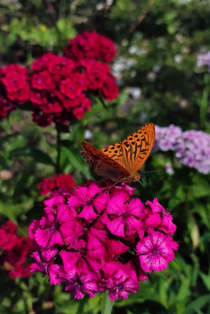 motyl na różowych floksach w ogrodzie