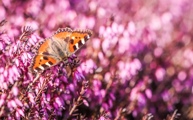 Motyl na różowych kwiatach Erica Carnea wczesną wiosną