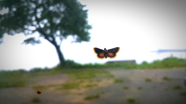 Zdjęcie motyl na szklanym oknie na tle nieba