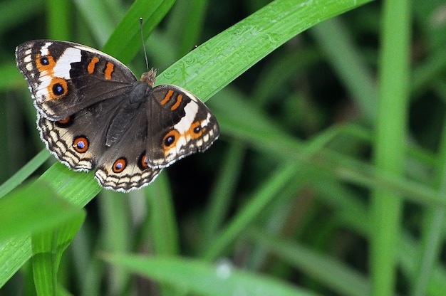 Motyl Na Trawie