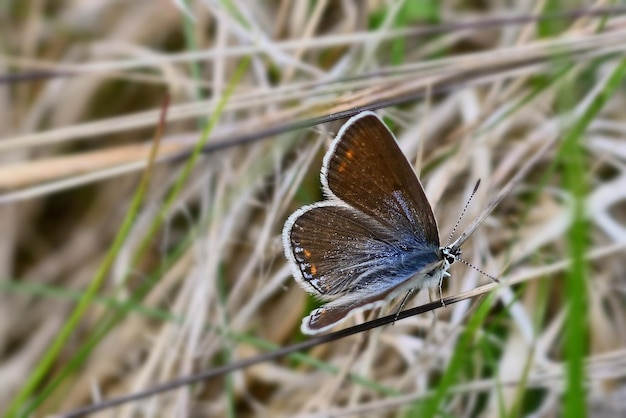 Motyl na trawie