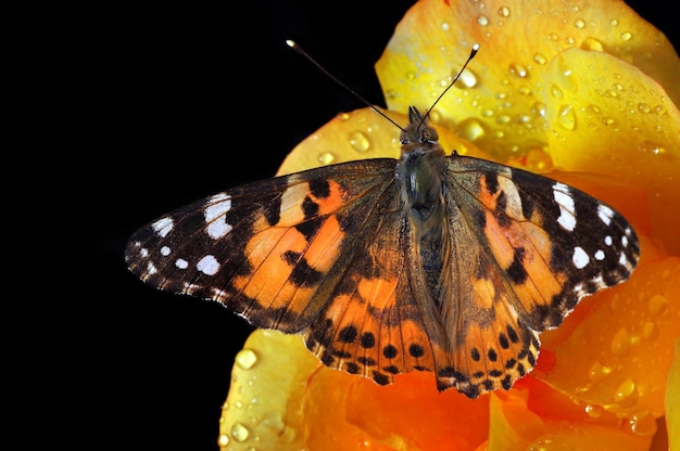 Zdjęcie motyl na wiolonczeli