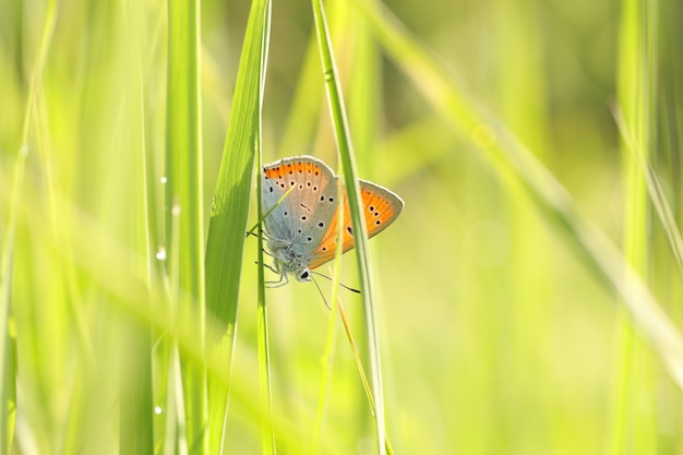 Motyl Na Wiosennej łące W Słońcu