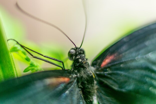 Motyl na zielonej roślinie