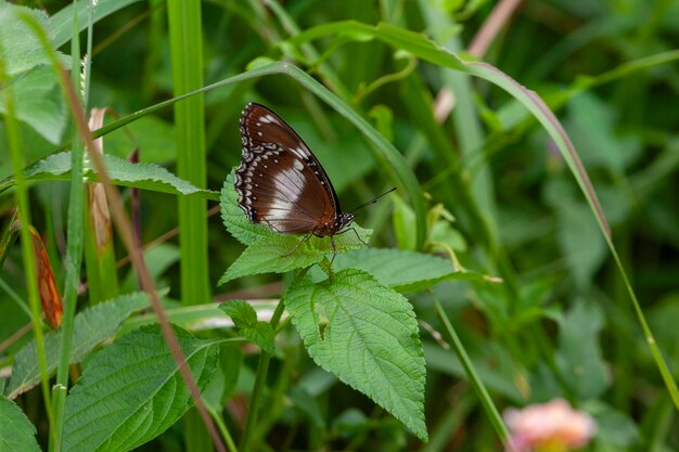 Zdjęcie motyl na zielonej trawie w przyrodzie lub w ogrodzie