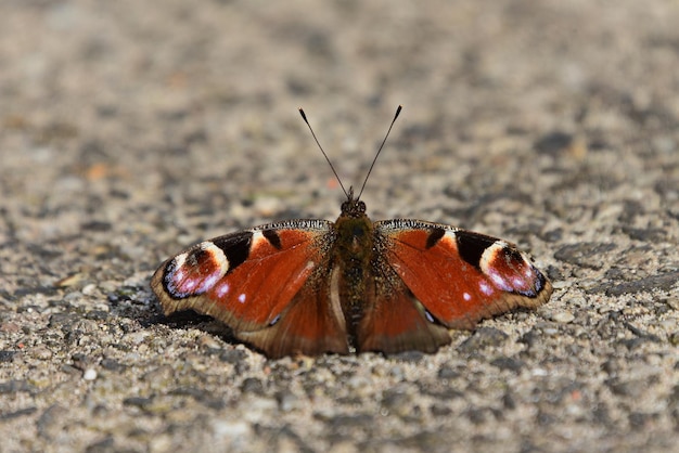 Motyl na ziemi