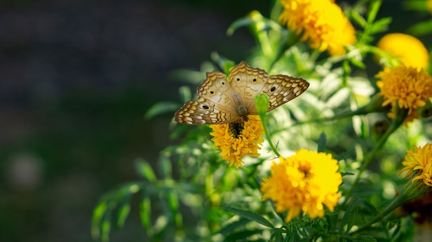Motyl na żółtym kwiacie
