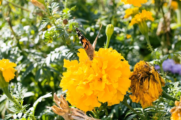 Motyl na żółtym kwiecie w klombie