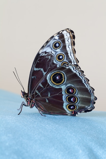 Motyl Niebieski Morpho Siedzi Na Niebieskim Aksamitnym Płótnie, Na Beżowym Tle. Zbliżenie. Fotografia Makro.