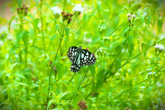 Motyl niebieski plamisty pije nektar z kwiatu