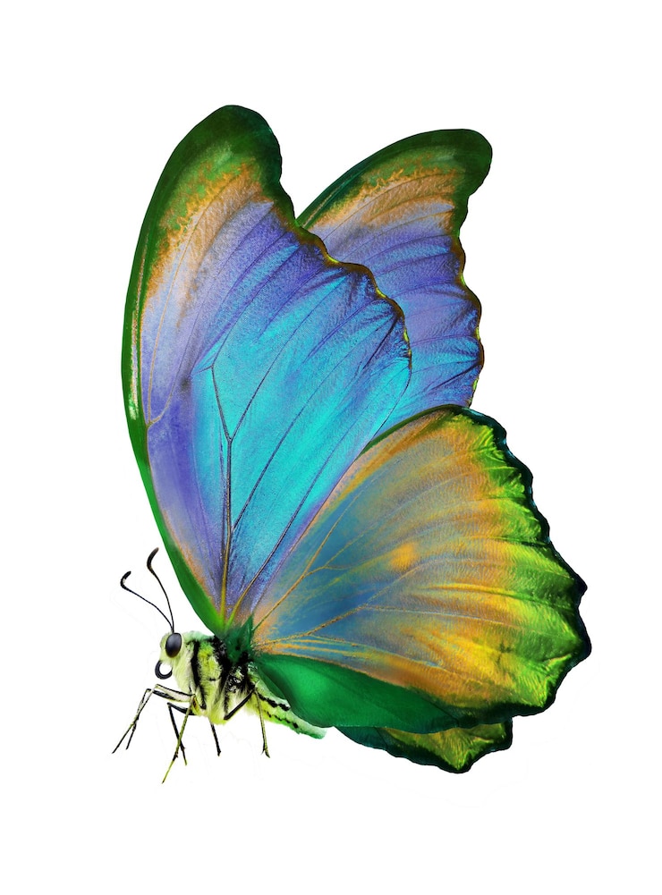 Zdjęcie motyl o niebieskich i zielonych skrzydłach