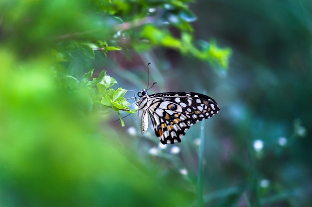 Motyl Papilio Lub Motyl Lipowy Lub Paź W Kratkę Spoczywający Na Roślinach Kwiatowych