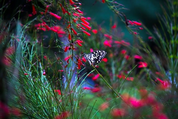 Zdjęcie motyl papilio lub motyl lipowy lub paź w kratkę spoczywający na roślinach kwiatowych